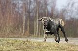 CANE CORSO 694